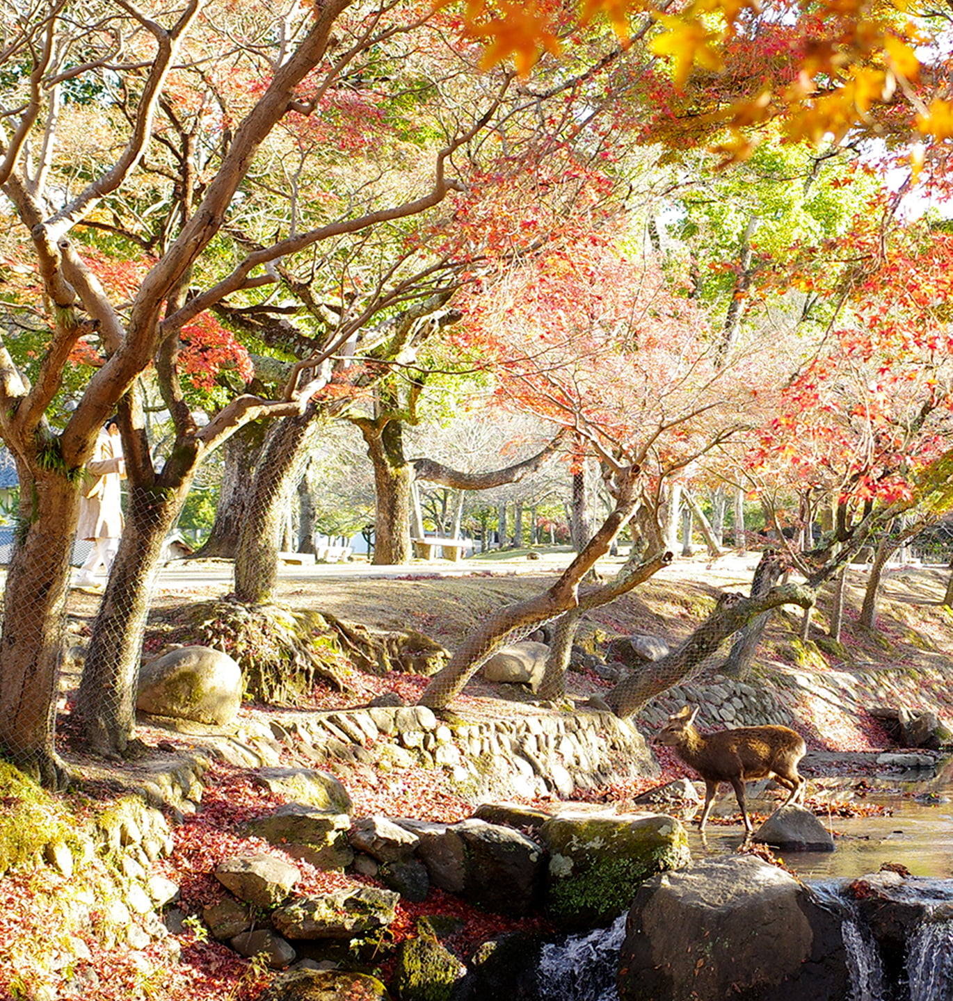 image of autumn leaves